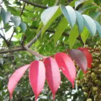 Rhus Succedanea